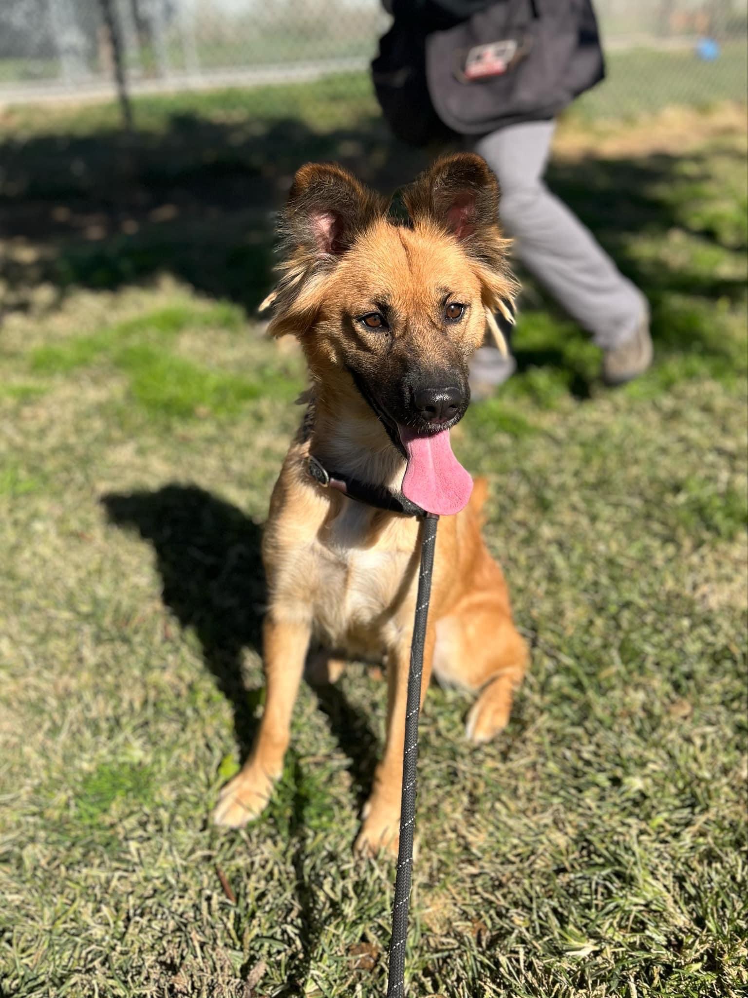 Layla 0124, an adoptable Shepherd in Sonora, CA, 95370 | Photo Image 4