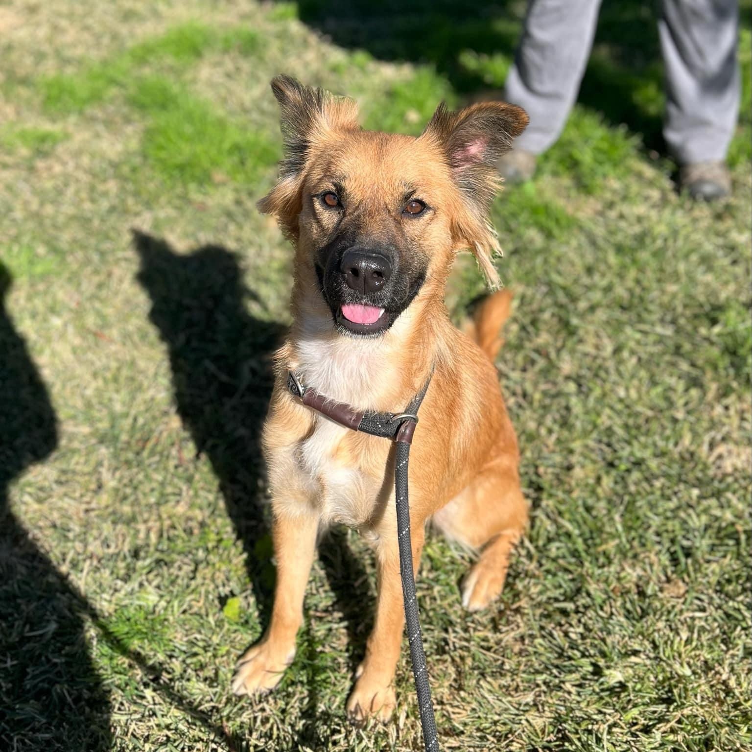 Layla 0124, an adoptable Shepherd in Sonora, CA, 95370 | Photo Image 2