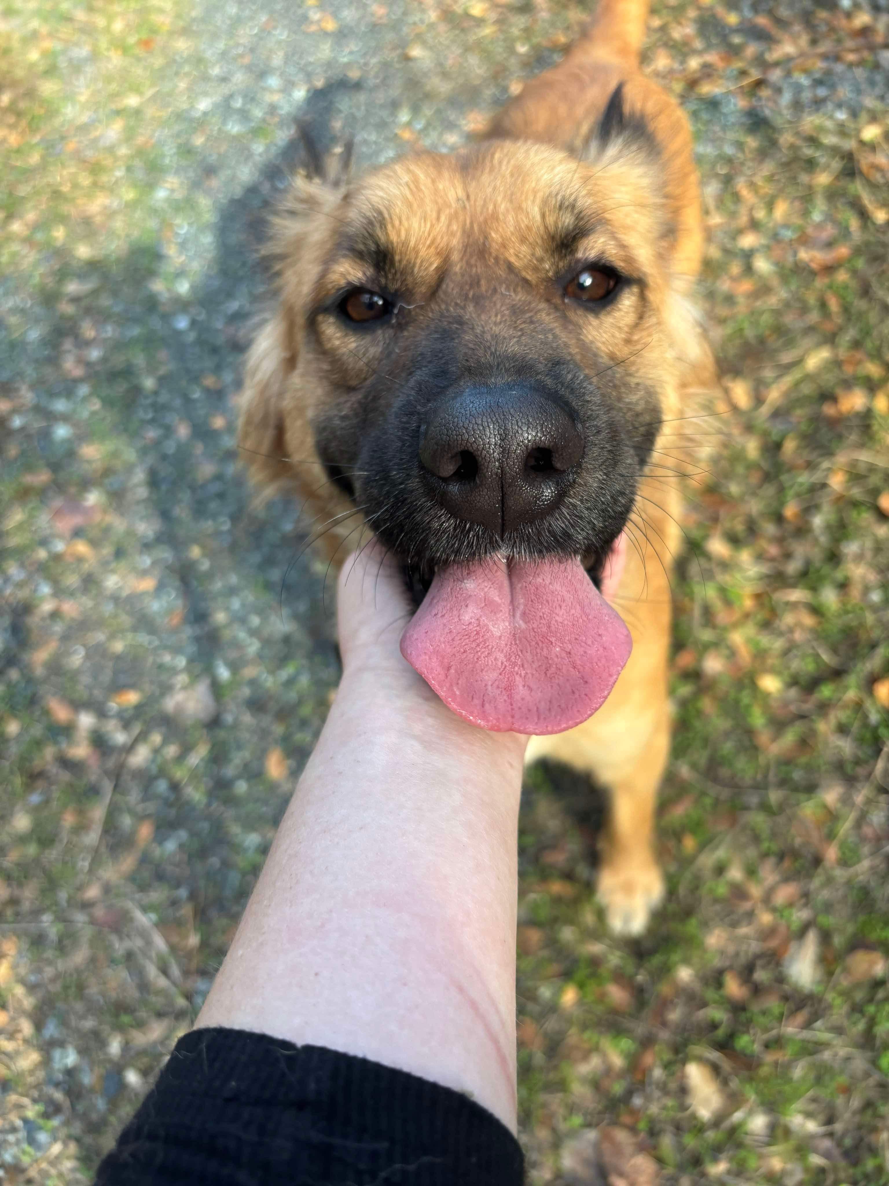 Layla 0124, an adoptable Shepherd in Sonora, CA, 95370 | Photo Image 6
