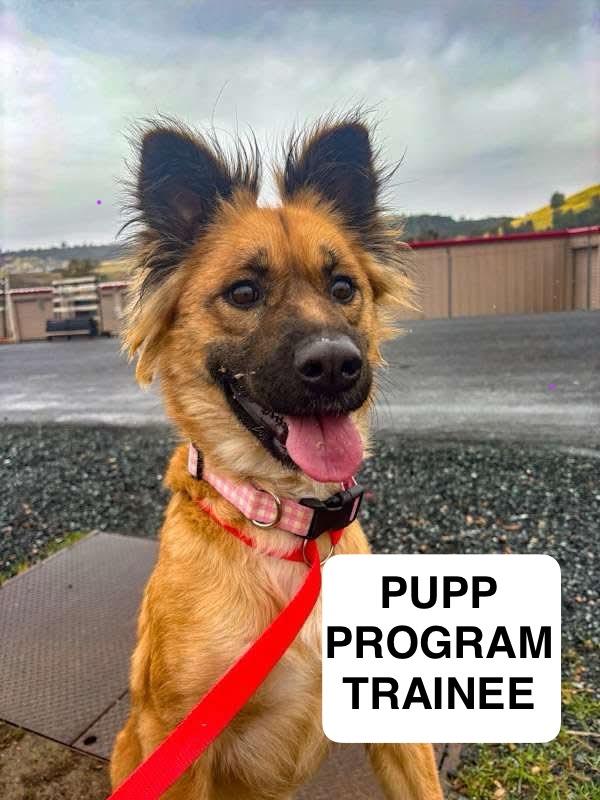 Layla 0124, a Adoptable mixed breed in Sonora, CA image 1/6