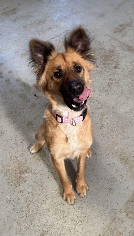 Layla 0124, a Adoptable mixed breed in Sonora, CA image 5/6