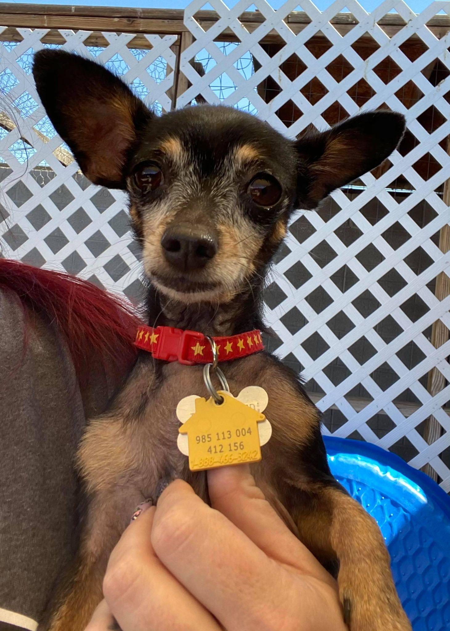 Jasper, Adopted, Senior Male Chihuahua.