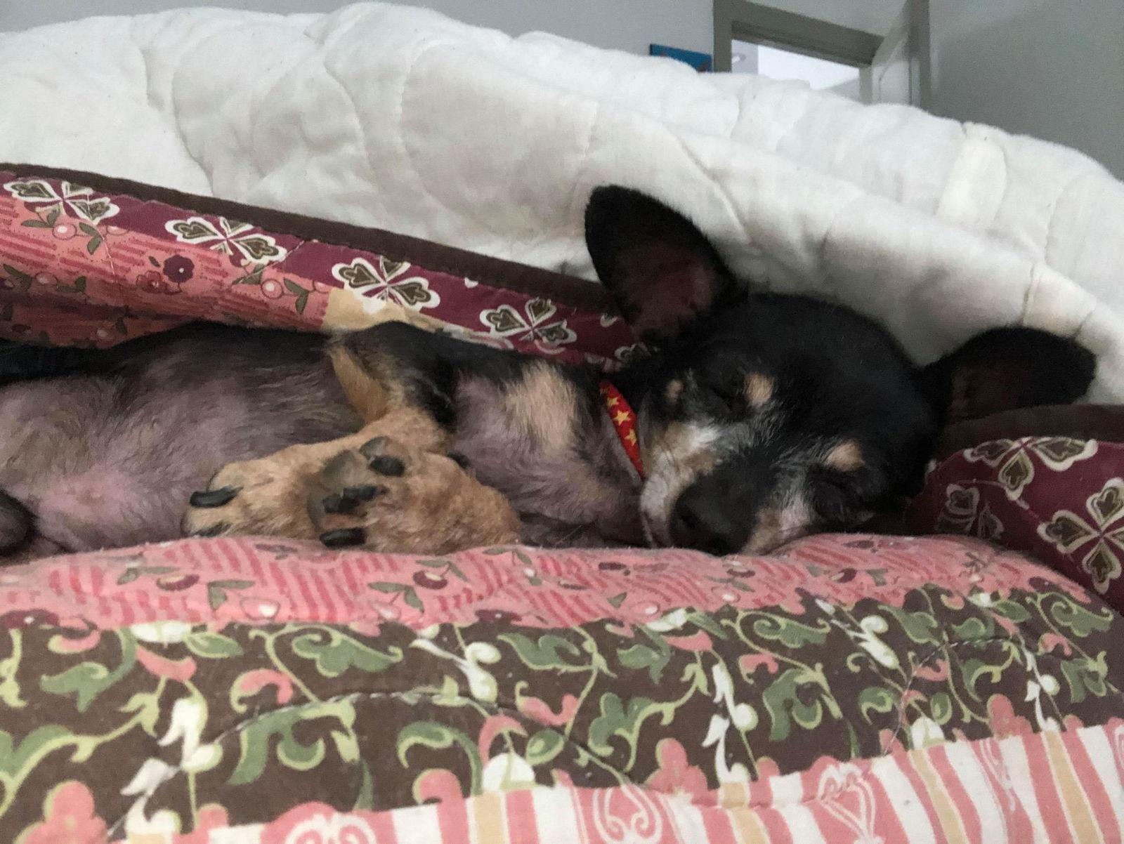 Enlarge Jasper, a Adopted Chihuahua in Phoenix, AZ image 2/3