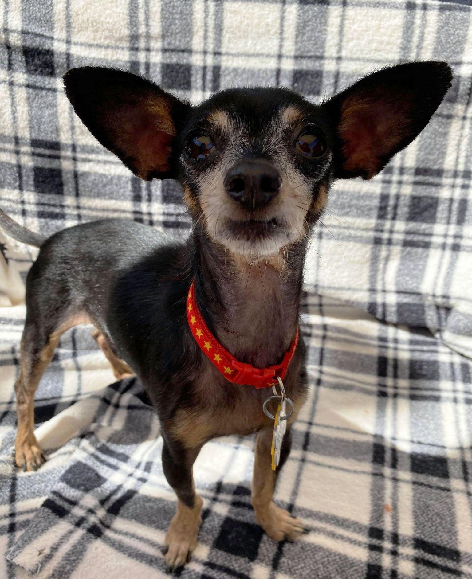 Enlarge Jasper, a Adopted Chihuahua in Phoenix, AZ image 3/3