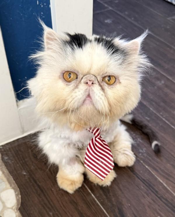 BERNIE, ADOPTABLE, Adult Male Persian.
