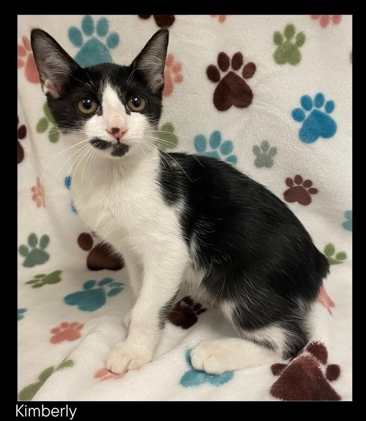 Enlarge Kimberly, a Adopted mixed breed in Chino Valley, AZ image 1/1