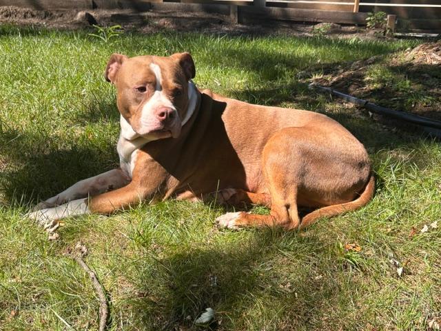 Enlarge Henrik OS 0218, a Adoptable mixed breed in West Bloomfield, MI image 3/4