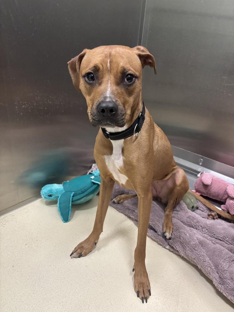 Enlarge Lina, a Adoptable mixed breed in Kalamazoo, MI image 1/1