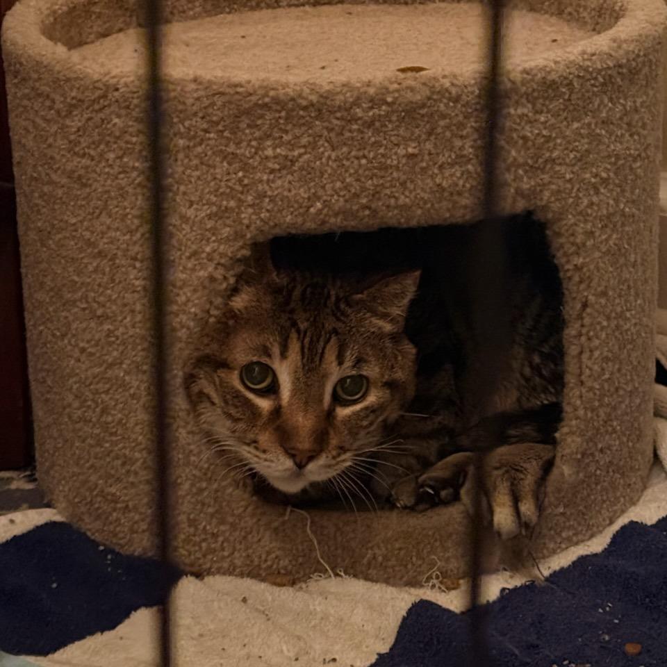 Enlarge Herriman, a Adoptable Domestic Short Hair in Salt Lake City, UT image 1/4