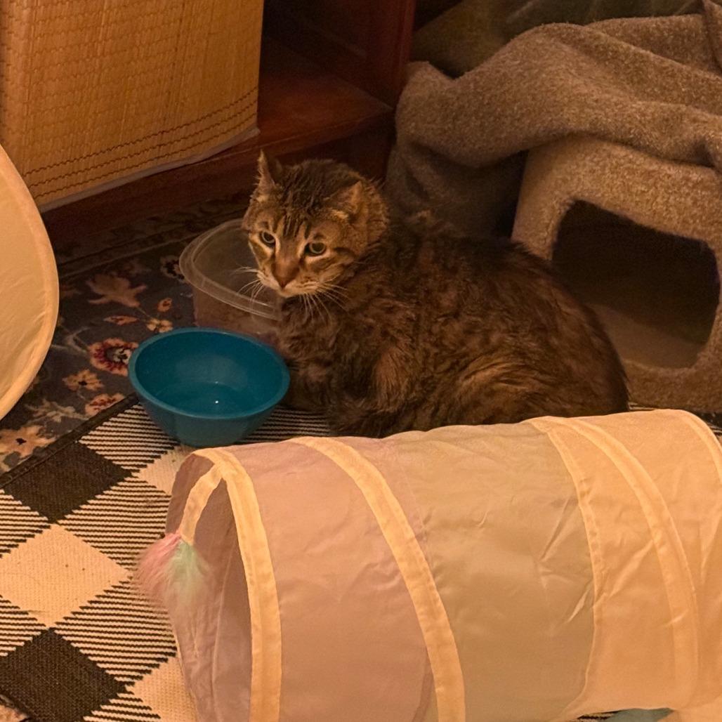 Enlarge Herriman, a Adoptable Domestic Short Hair in Salt Lake City, UT image 2/4