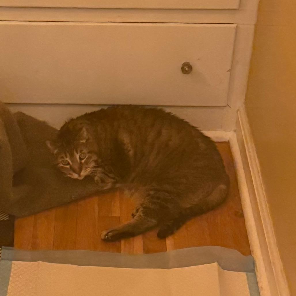 Enlarge Herriman, a Adoptable Domestic Short Hair in Salt Lake City, UT image 3/4