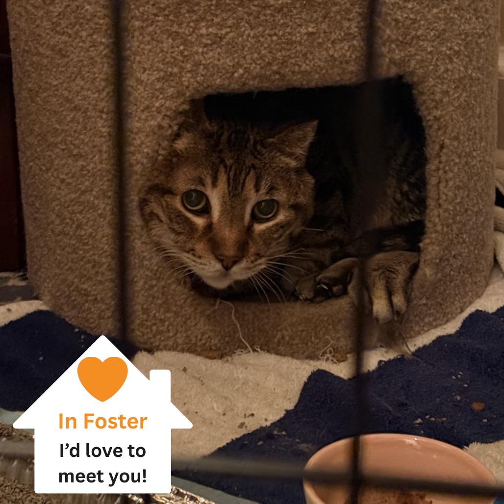 Enlarge Herriman, a Adoptable Domestic Short Hair in Salt Lake City, UT image 4/4