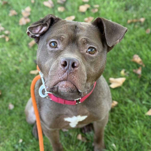 ALFRED, Adoptable, Adult Male Staffordshire Bull Terrier.