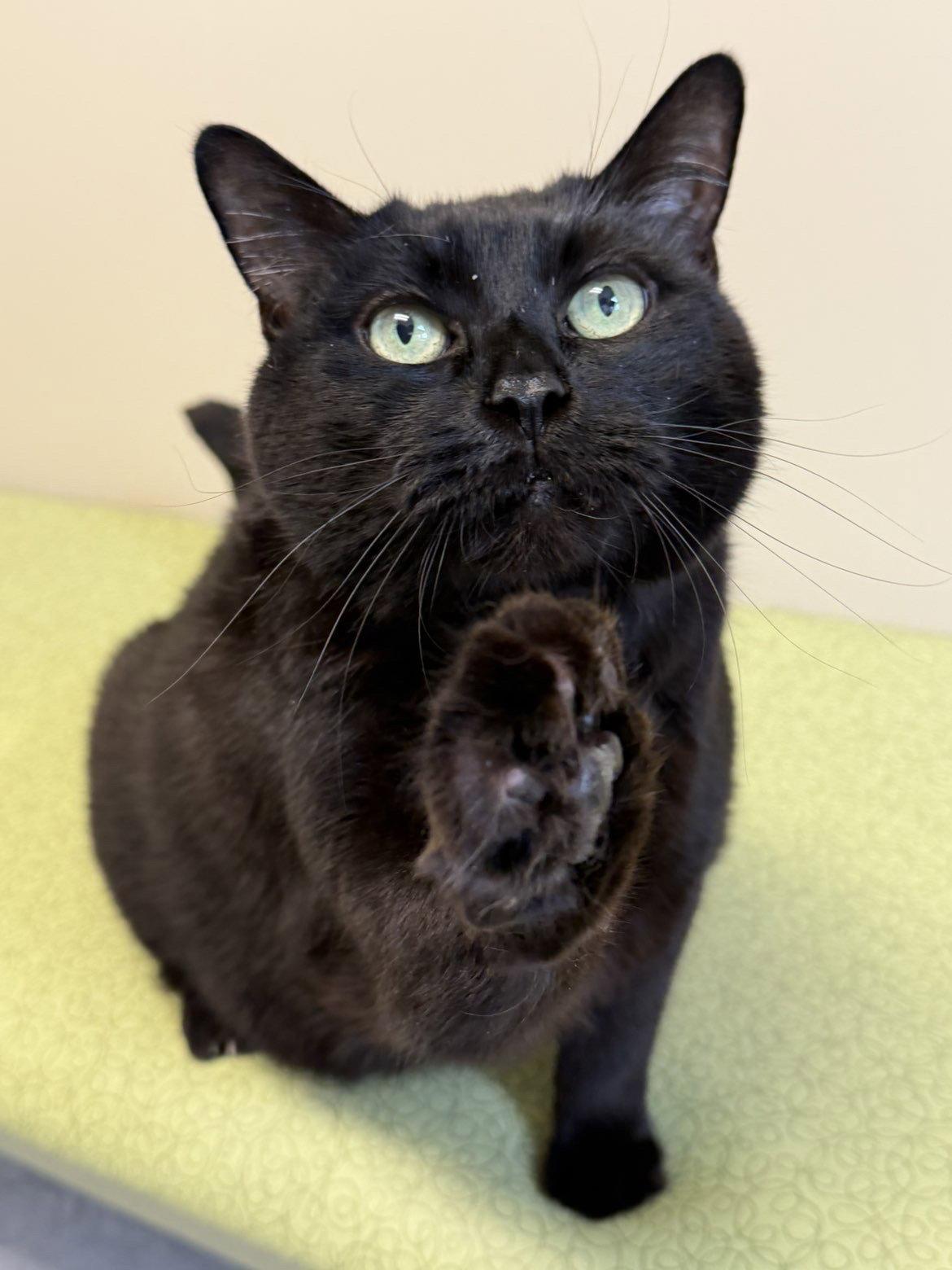 Kovu, Adopted, Senior Male Domestic Short Hair.