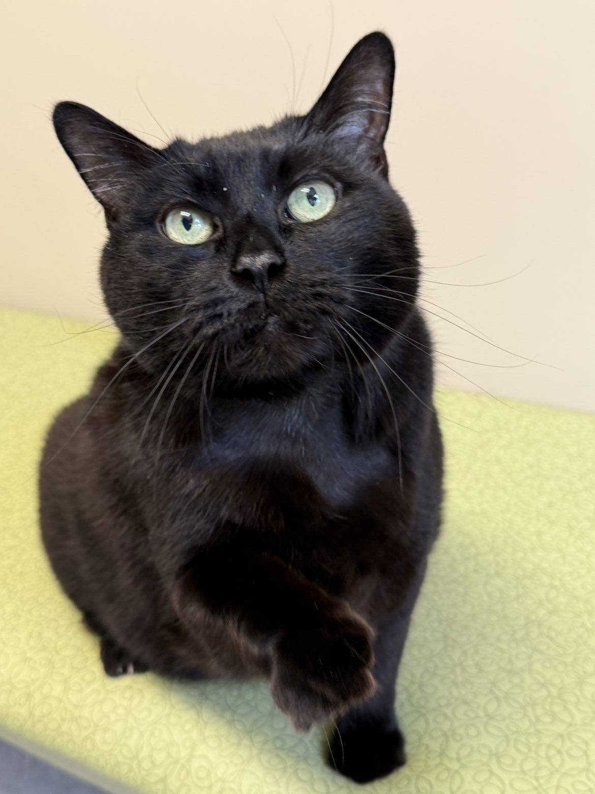 Enlarge Kovu, a Adopted Domestic Short Hair in Arlington, VT image 2/3