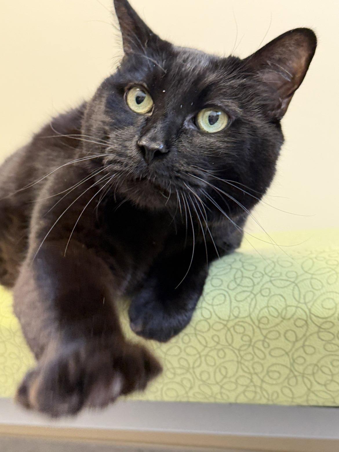 Enlarge Kovu, a Adopted Domestic Short Hair in Arlington, VT image 3/3