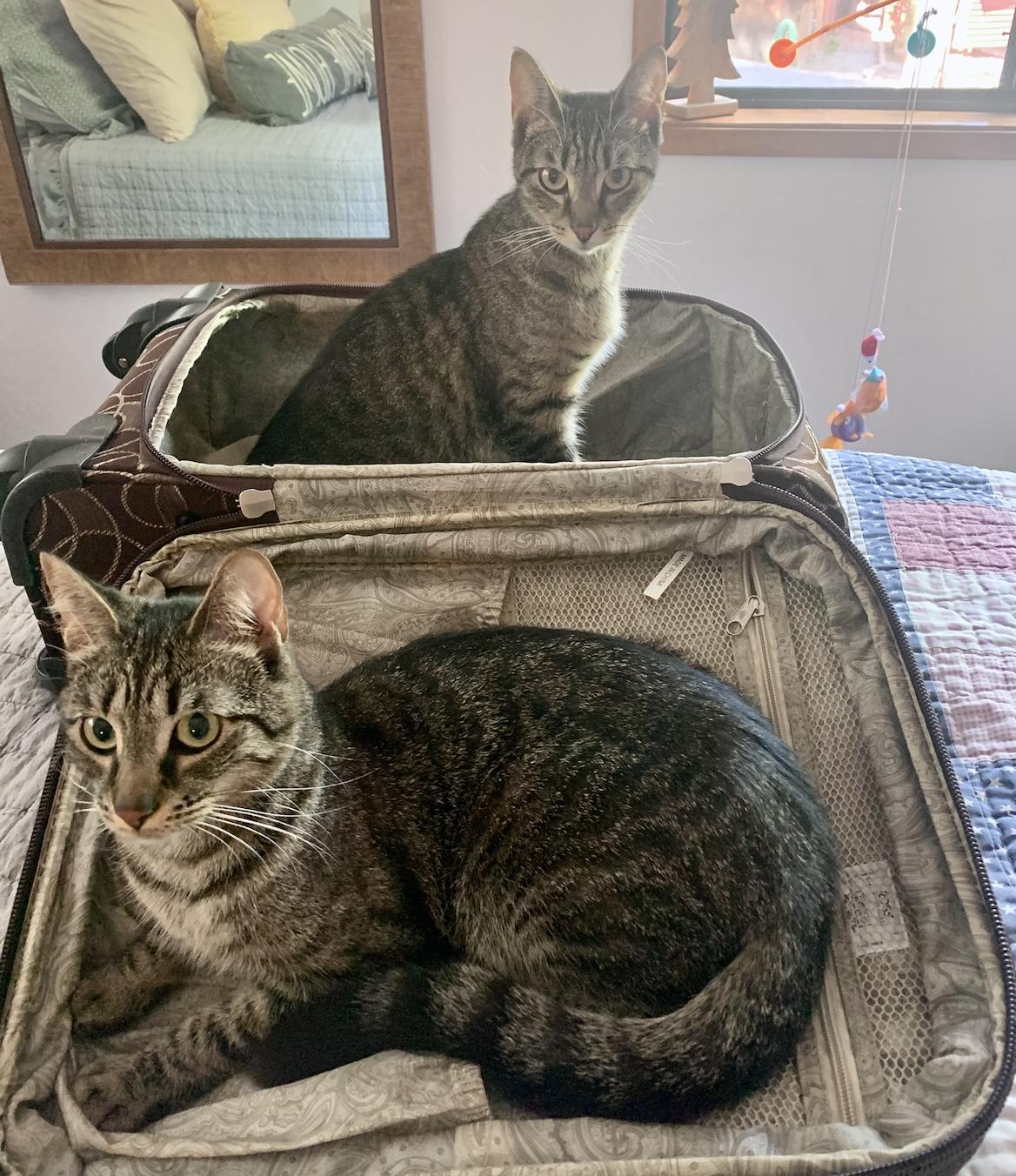 Enlarge Sissy & Sassy, a Adoptable Domestic Short Hair in Sonora, CA image 1/3