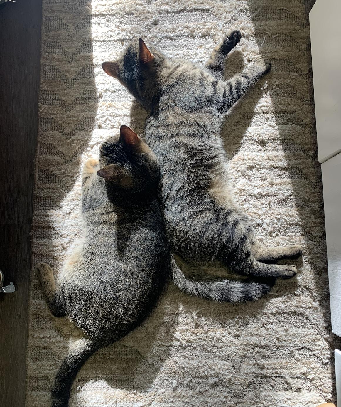 Enlarge Sissy & Sassy, a Adoptable Domestic Short Hair in Sonora, CA image 2/3