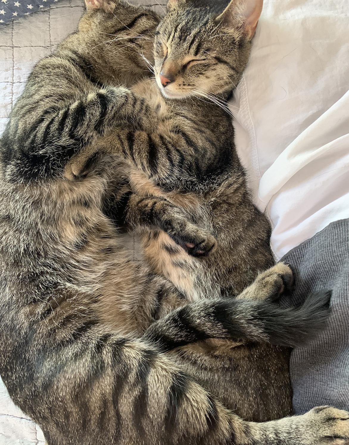 Enlarge Sissy & Sassy, a Adoptable Domestic Short Hair in Sonora, CA image 3/3