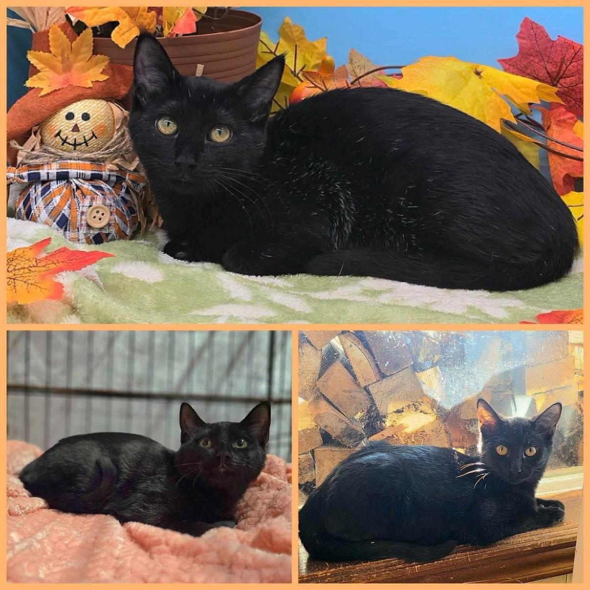 Muffin, an adoptable Domestic Short Hair in Lubbock, TX, 79407 | Photo Image 1