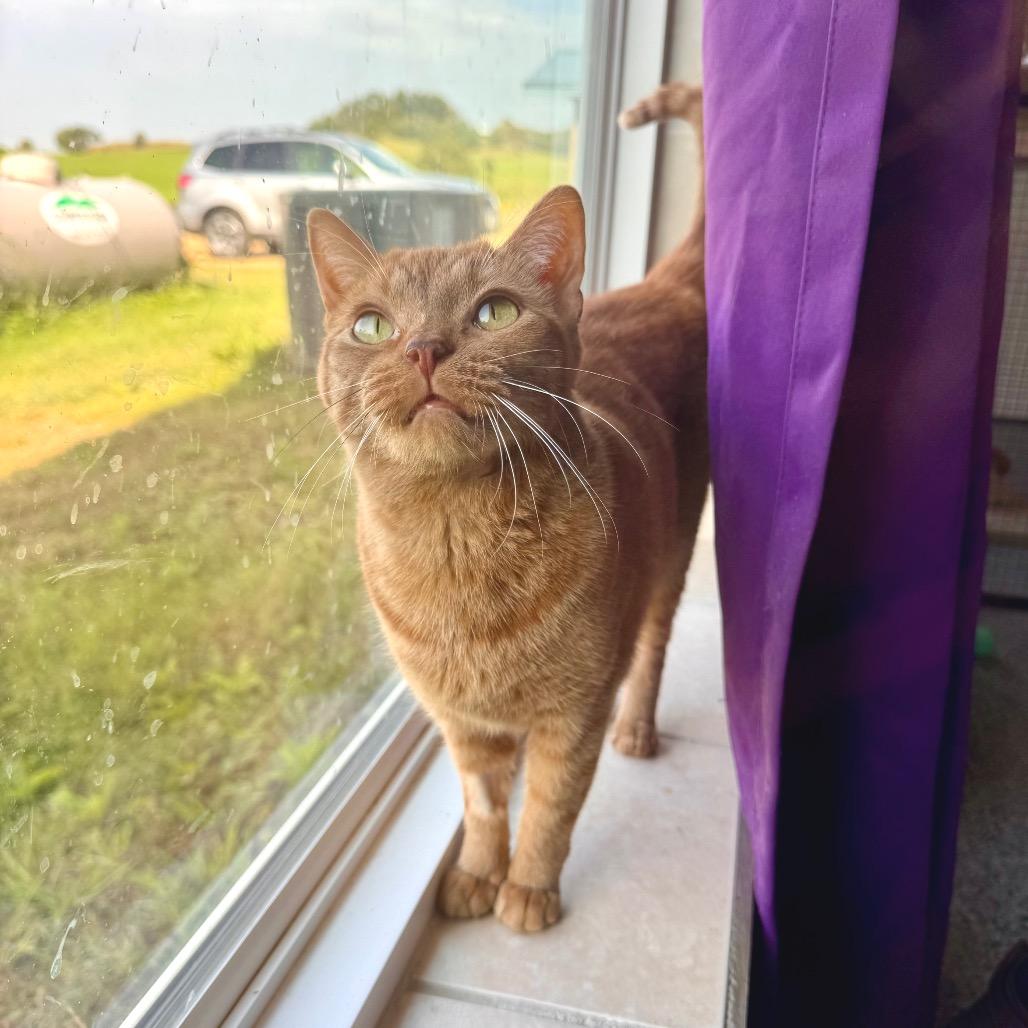 Sunny, Adoptable, Adult Female Domestic Short Hair.