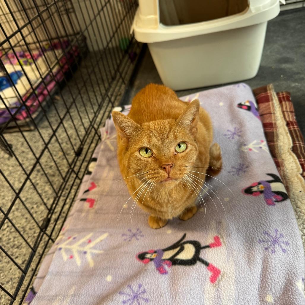 Enlarge Sunny, a Adoptable Domestic Short Hair in Mondovi, WI image 2/5