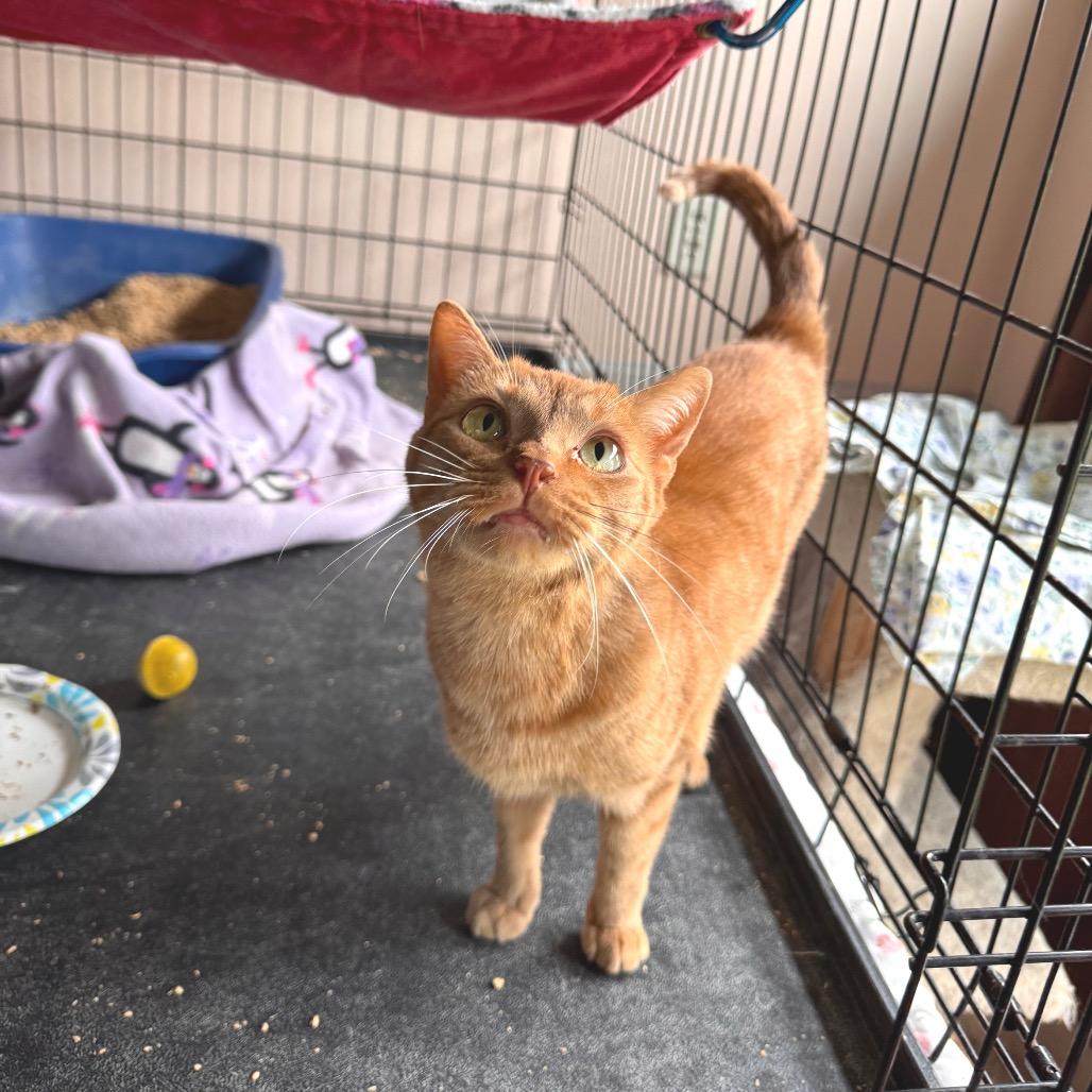 Enlarge Sunny, a Adoptable Domestic Short Hair in Mondovi, WI image 3/5