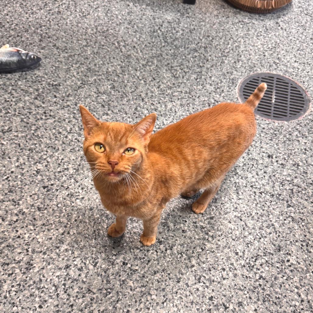 Enlarge Sunny, a Adoptable Domestic Short Hair in Mondovi, WI image 4/5