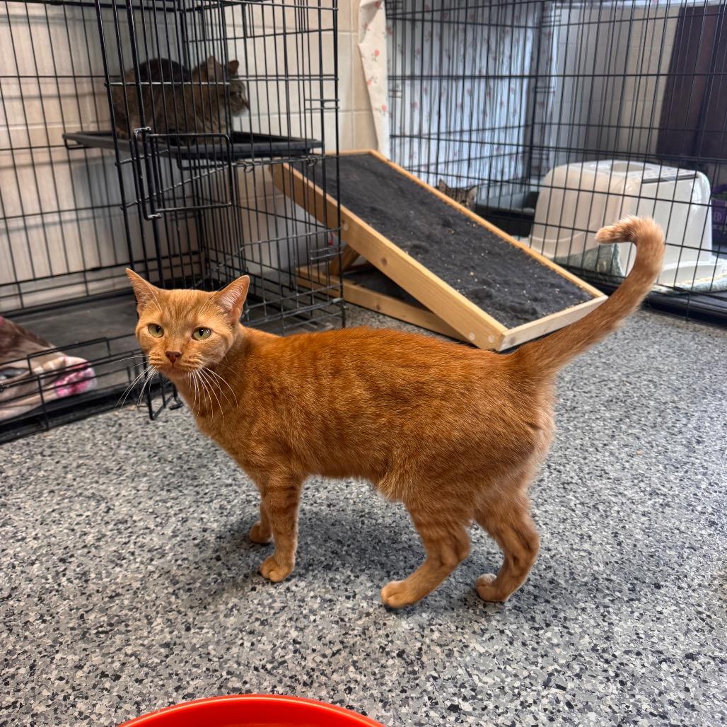 Enlarge Sunny, a Adoptable Domestic Short Hair in Mondovi, WI image 5/5