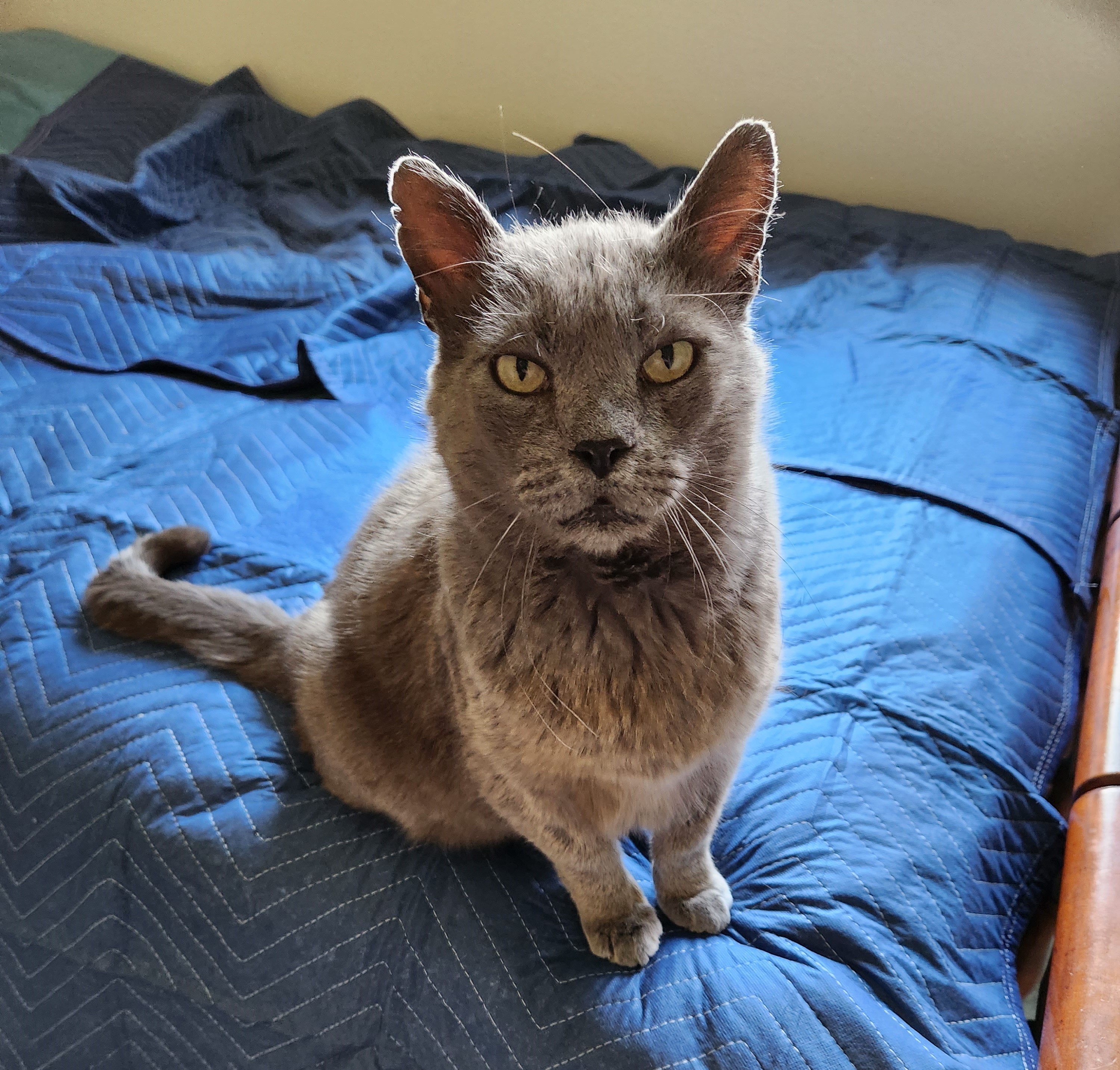 Cat for adoption Dante, a Domestic Short Hair in Millville, UT