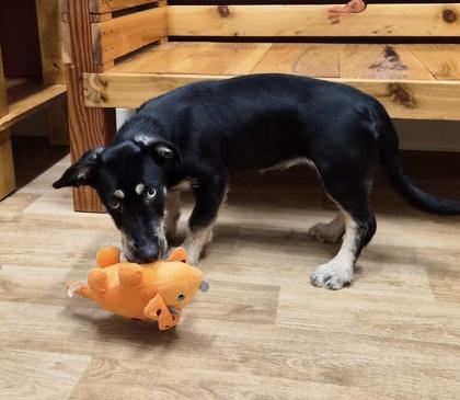 Enlarge Marlee, a ADOPTABLE mixed breed in Woodstock, IL image 3/3