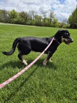 Enlarge Marlee, a ADOPTABLE mixed breed in Woodstock, IL image 3/3