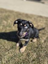 Enlarge Marlee, a ADOPTABLE mixed breed in Woodstock, IL image 2/3