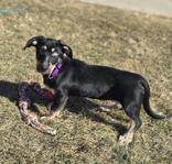 Enlarge Marlee, a ADOPTABLE mixed breed in Woodstock, IL image 3/3