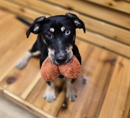Enlarge Marlee, a ADOPTABLE mixed breed in Woodstock, IL image 2/3