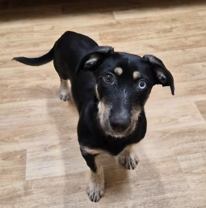 Marlee, ADOPTABLE, Puppy Female Retriever.