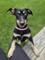 Enlarge Marlee, a ADOPTABLE mixed breed in Woodstock, IL image 1/3