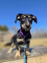 Enlarge Marlee, a ADOPTABLE mixed breed in Woodstock, IL image 1/3
