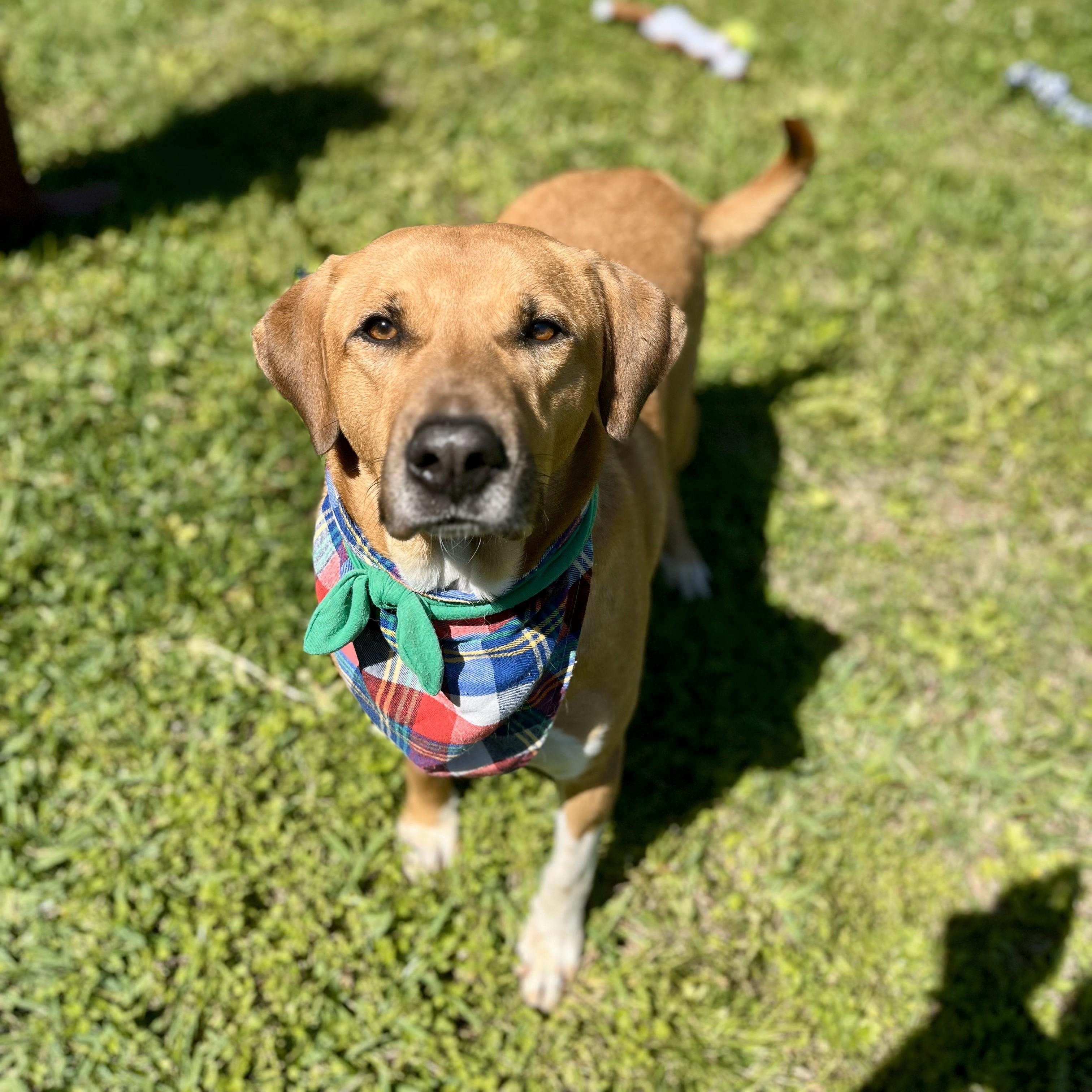Buddy Holly, Adult Male Labrador Retriever