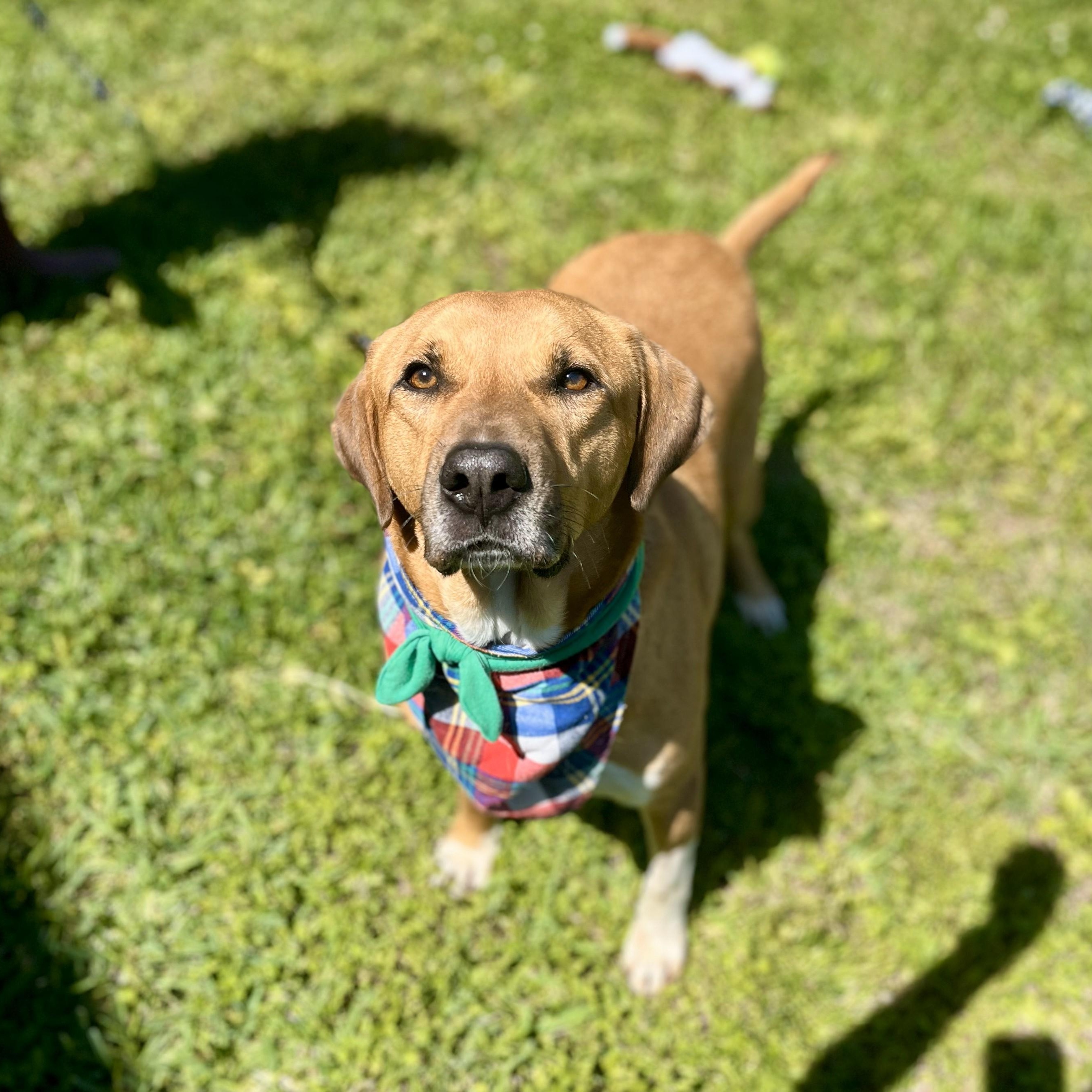 Buddy Holly — thumbnail 2