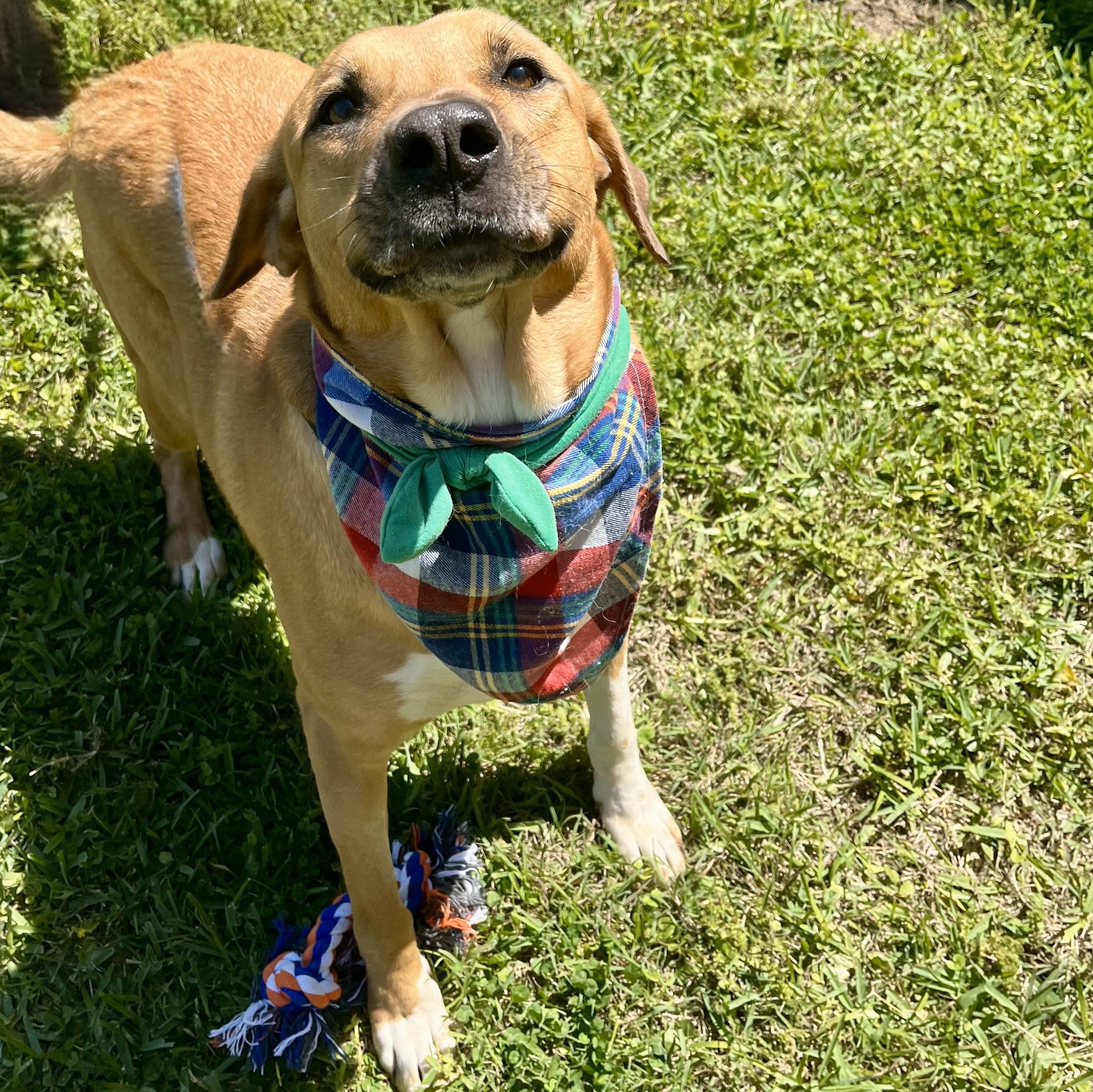 Buddy Holly — thumbnail 3