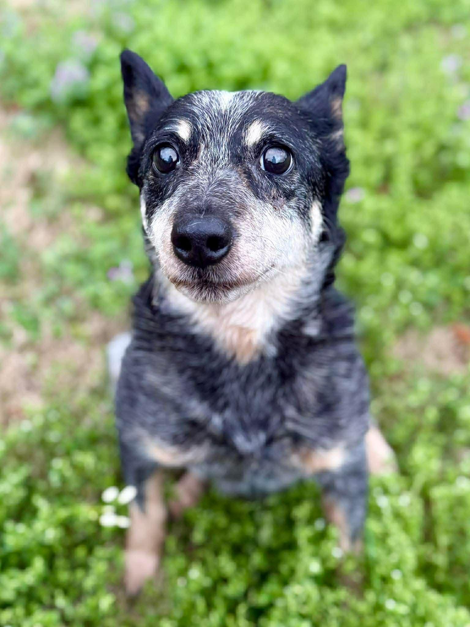 Flavor in NH! Come Meet our Adoptable Dogs Wednesday-Saturday. More info in Bio!, ADOPTABLE, Senior Female Cattle Dog.