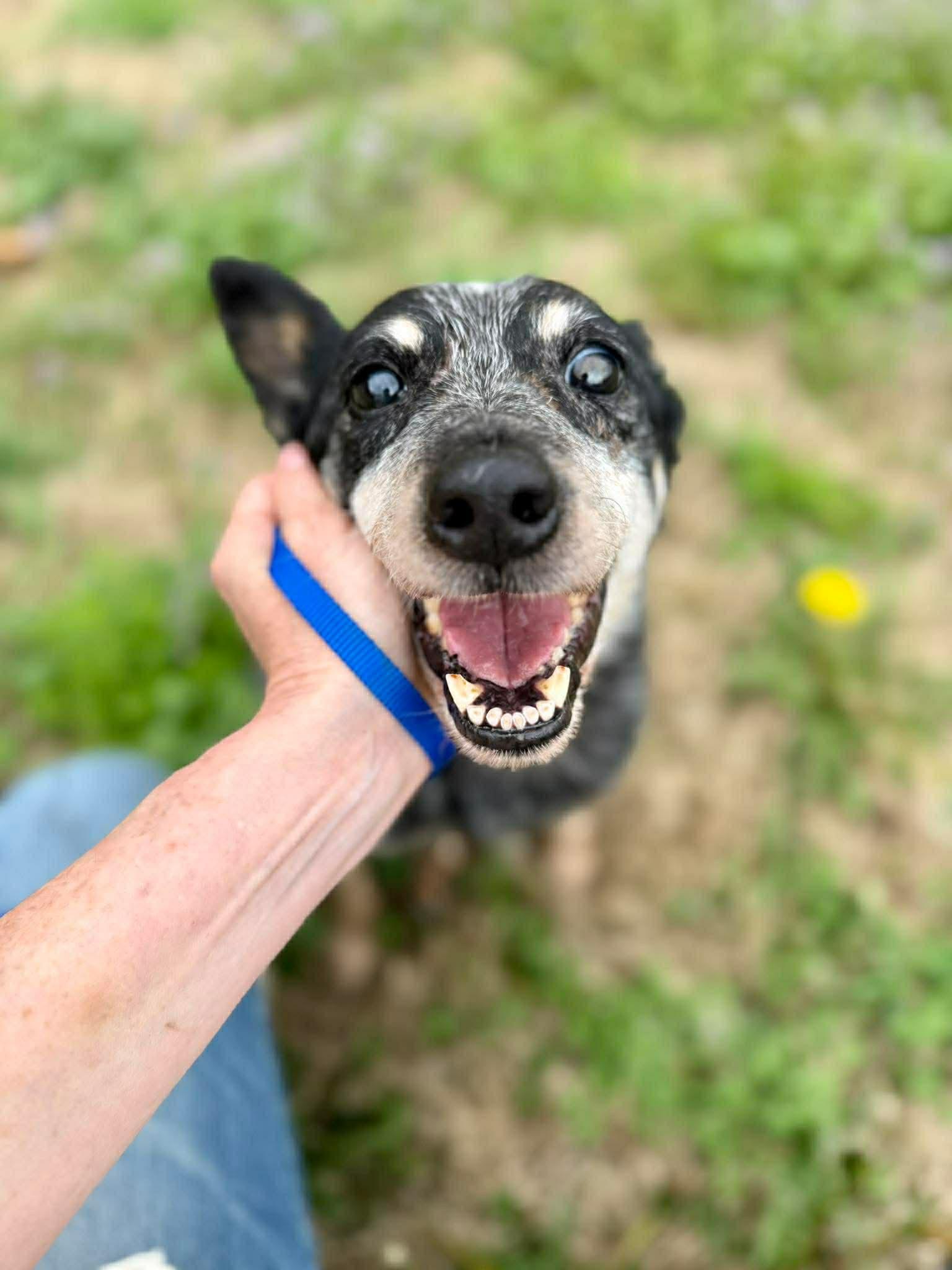 Enlarge Flavor in NH! Come Meet our Adoptable Dogs Wednesday-Saturday. More info in Bio!, a ADOPTABLE mixed breed in Manchester, NH image 2/2