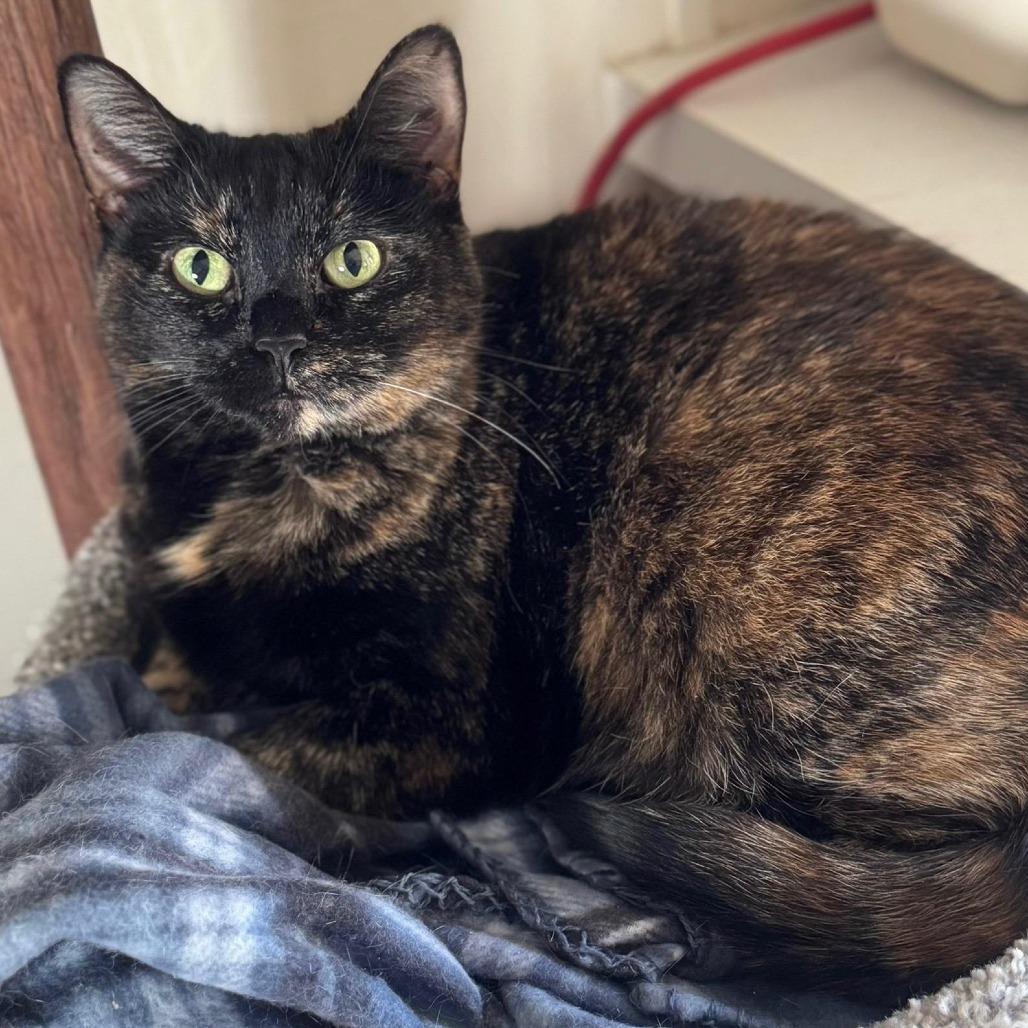 Rosalie, Adoptable, Senior Female Domestic Short Hair.