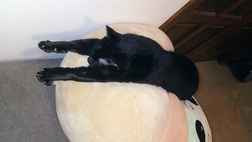 JJ - Batty, a Adoptable Domestic Short Hair in Battle Ground, WA image 2/3