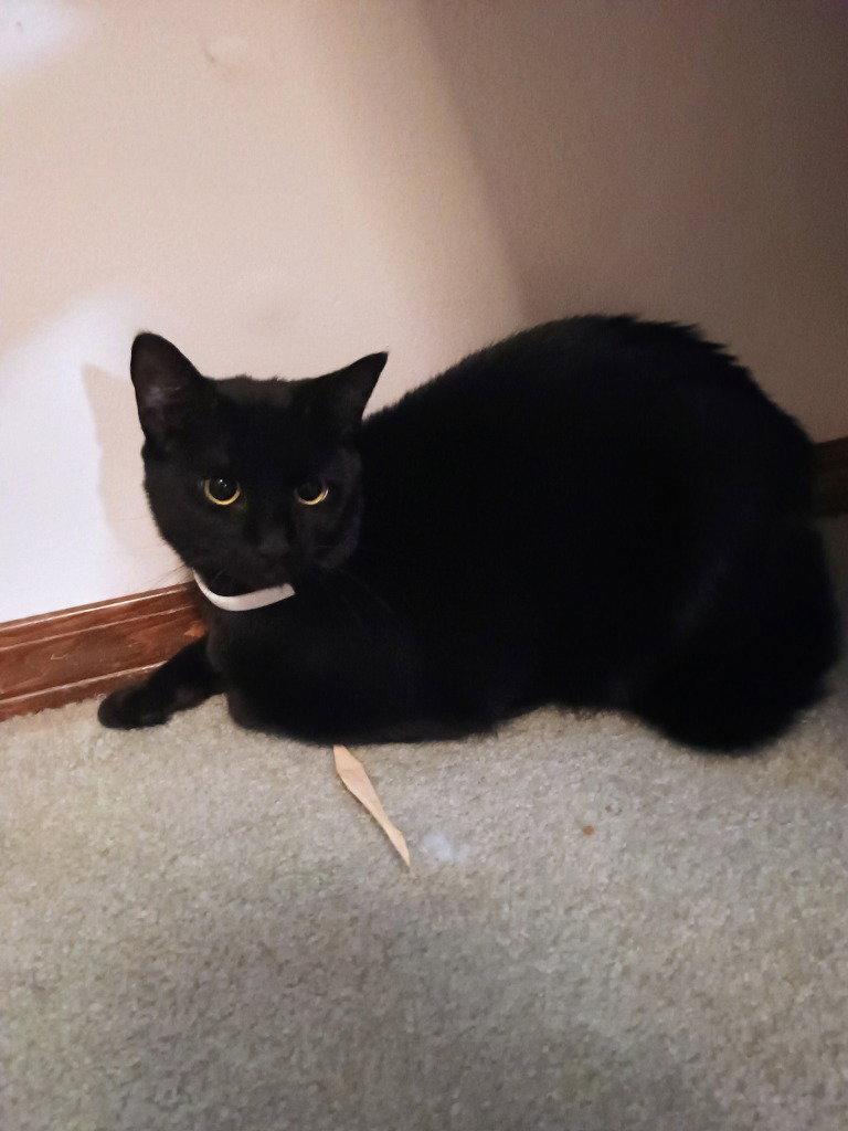 JJ - Batty, a Adoptable Domestic Short Hair in Battle Ground, WA image 3/3