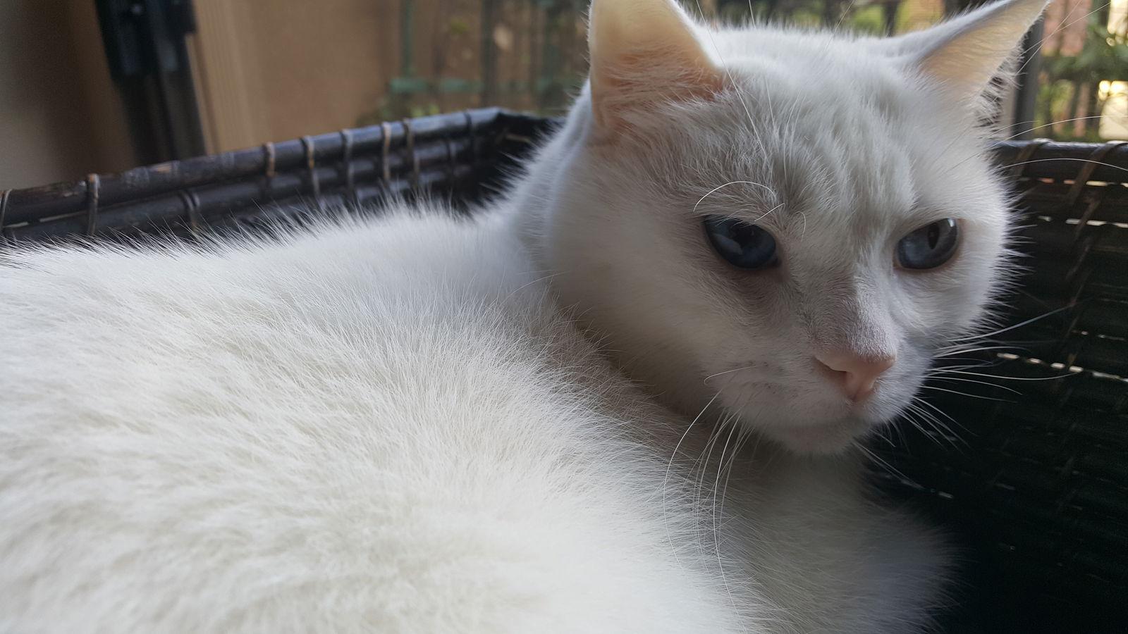 Enlarge Courage - White Applehead Siamese-look, a Adoptable mixed breed in Newport Beach, CA image 1/3