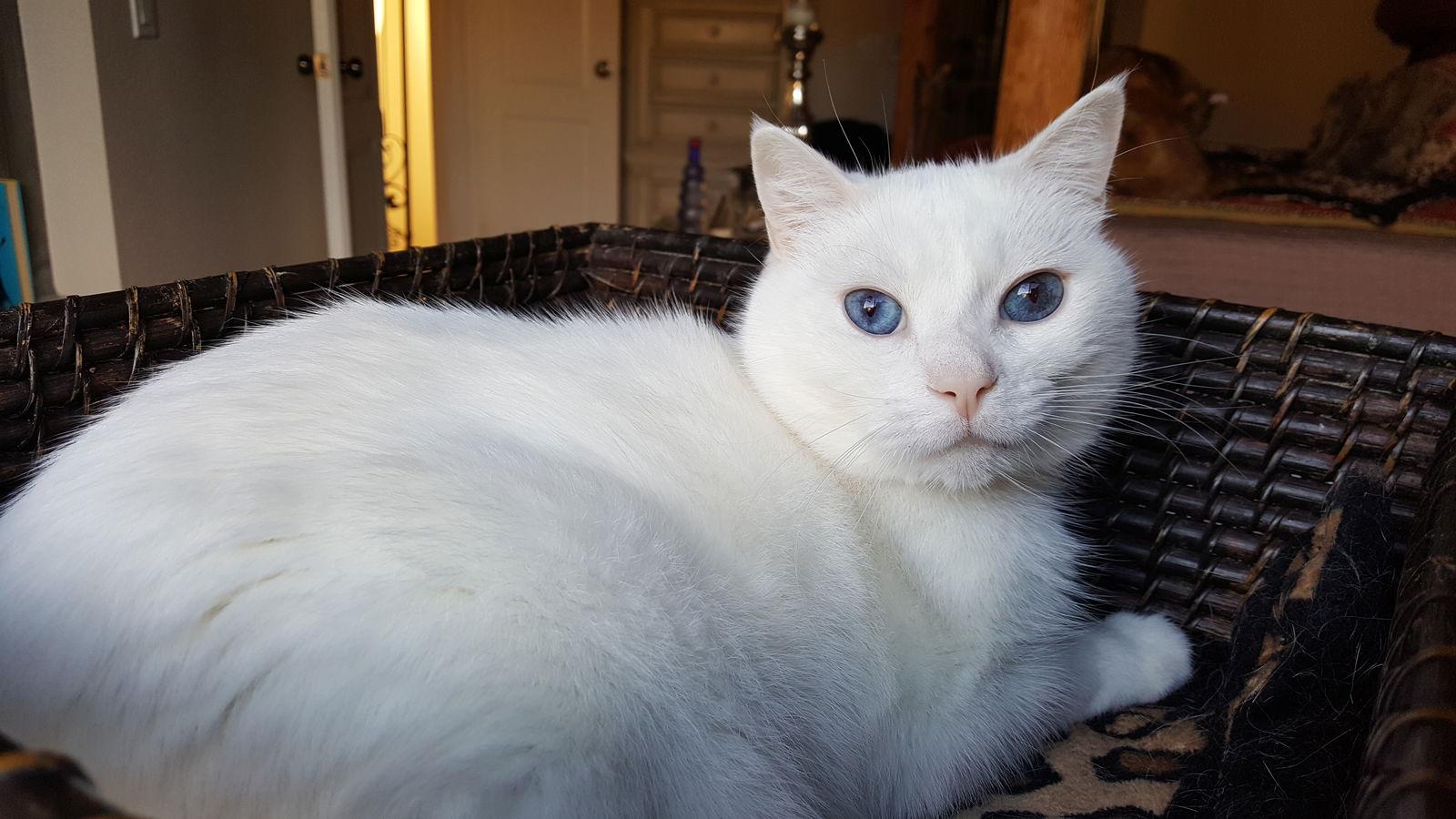 Enlarge Courage - White Applehead Siamese-look, a Adoptable mixed breed in Newport Beach, CA image 2/3