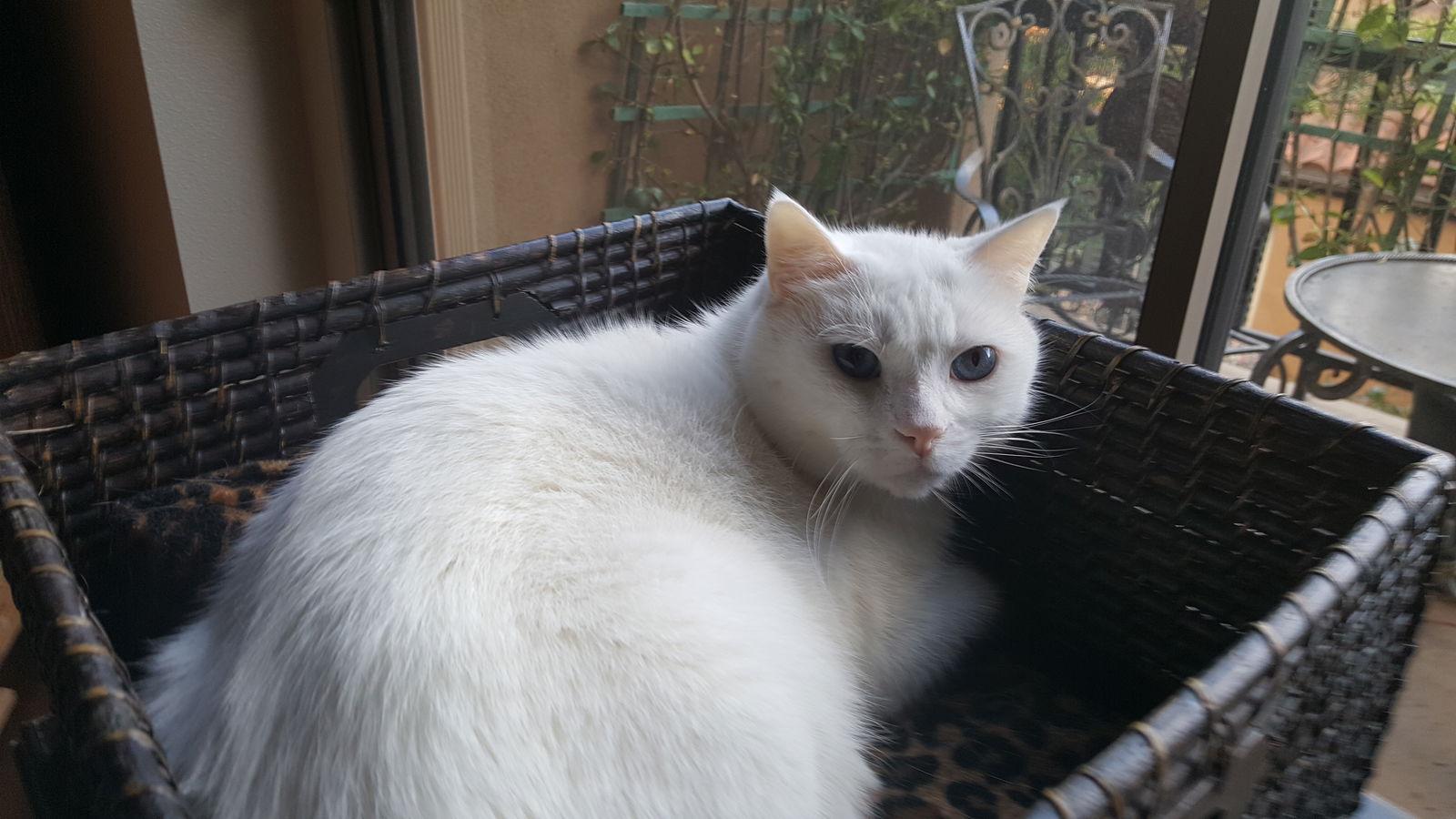 Enlarge Courage - White Applehead Siamese-look, a Adoptable mixed breed in Newport Beach, CA image 3/3