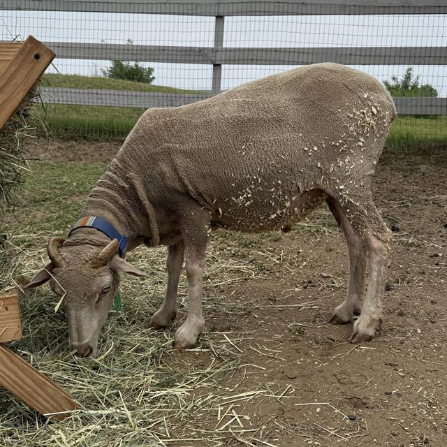 CHANNEL, Adoptable, Young Male Sheep.